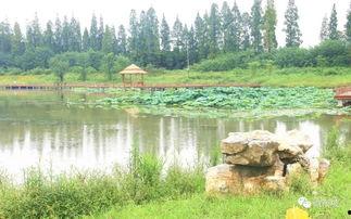 眉山湿地公园吃瓜